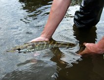 Men n tika s mramorovou kresbou tla je pipravena na nvrat do jej domovsk tn!