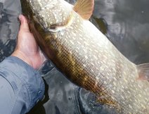 Poutn ndhern velk tiky uloven v zamraenm a vtrnm zijovm dni.