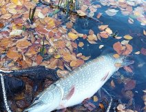 Ndhern stavn tika z konce jna pzuje odpovajc ve velkm podbrku po urputnm souboji!