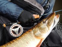 Lov tiky na umlou muku