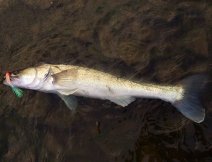 Podvečerní říční candát ulovený na můj oblíbený perleťově laděný AR Pearlscent Red Head Pike Streamer.