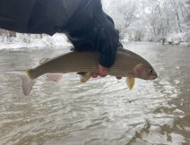 Zakonen pstruhov sezny 2023