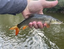 Malá parma ulovená na nymfu