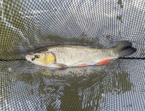 Tloušť ulovený na pěnovou mušku