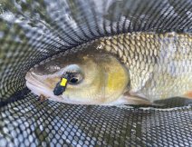 Tloušť ulovený na pěnovou mušku