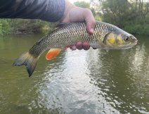 Tloušť ulovený na pěnovou mušku