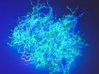 Nuclear Nymph Dubbing se skrýtým UV efektem