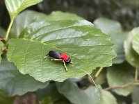 TOP 2 mušky pro teplé letní večery