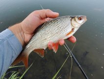 Tato rybka je dkazem, e i obyejn plotice je ndhern a vbec ne "pleveln" ryba! Nezapomnejte na to, e i v jednoduchosti je krsa!