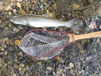 Můj první Bull trout