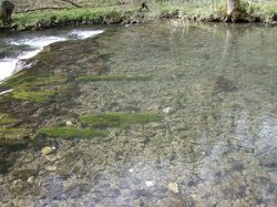 eka Dove s przran istou vodou