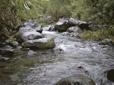 Madeira - potok