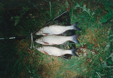 Ti boleni z bolenovho seku Svratka 1 u Pouzdan