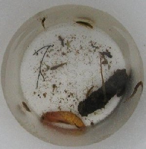 Ryb potrava z eky Derwent