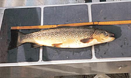 eka Vojman-mukask sek (pstruh 50cm na pakomra II).