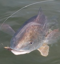 Redfish closeup