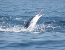 Pink mustache dance 2