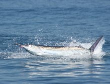 Showing the colors and the mustache