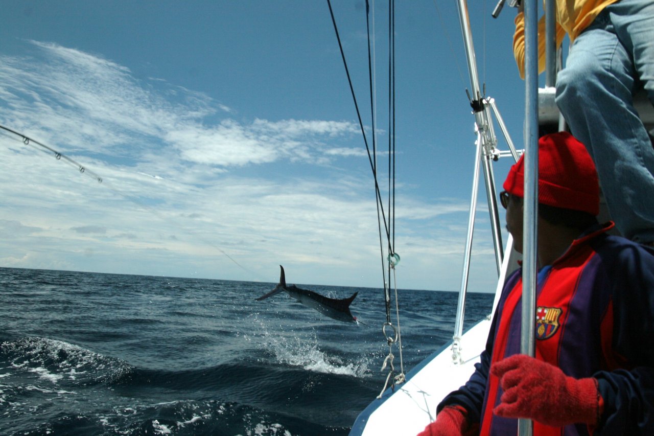 Stripey flies alongside of boat