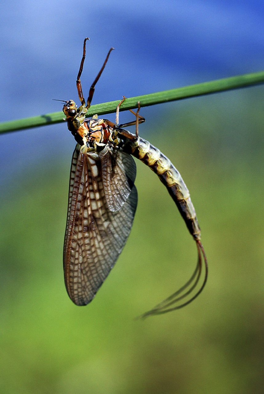 Mayfly Madness