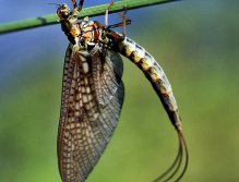 Mayfly Madness
