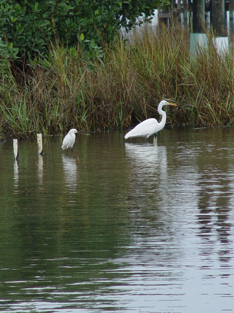 Snowy egret and great white heron hunt in the shallows of the Indian River