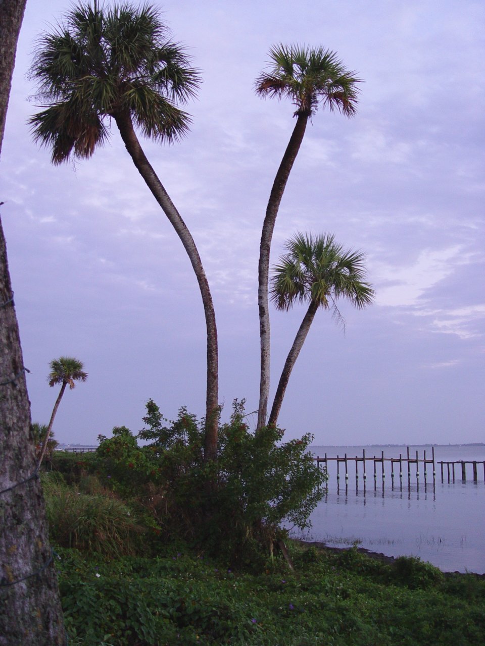 Palms along the Indian River