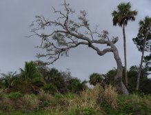 Coconut palms, cabbage palms, and live oaks line the tropical shores of the Indian River
