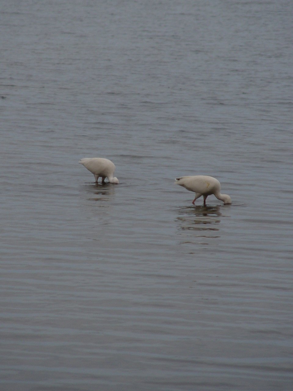 White ibis searching for crustaceans in the soft bottom of the Indian River