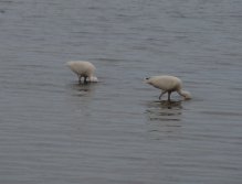 White ibis searching for crustaceans in the soft bottom of the Indian River