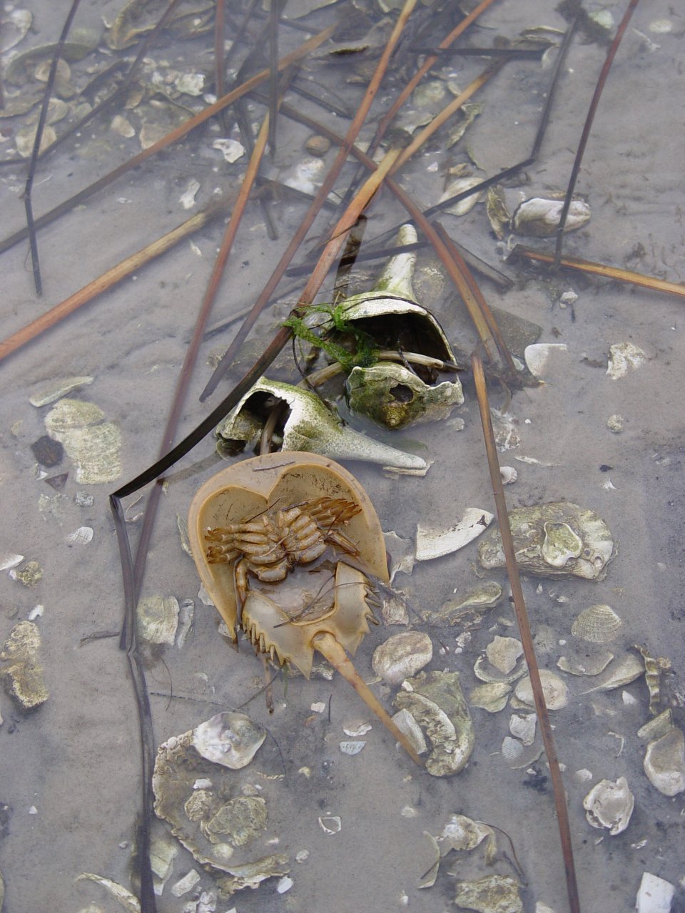 Oyster and conch shells cradle a dead horseshoe crab during low time on the Indian Rive