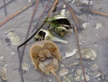 Oyster and conch shells cradle a dead horseshoe crab during low time on the Indian Rive