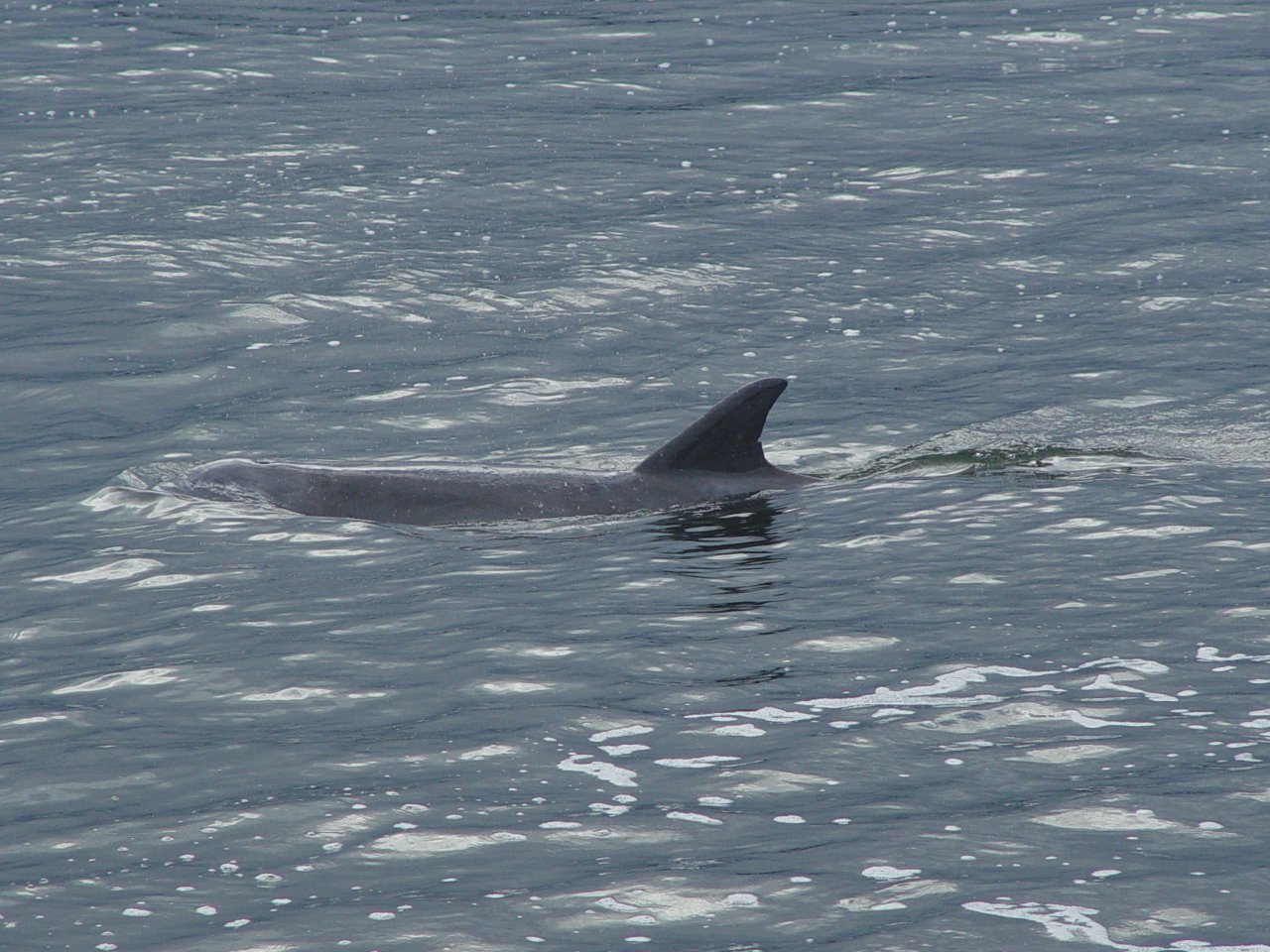 Bottle nosed dolphin on his morning hunt for fish