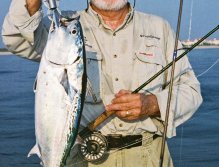 Bonito (False Albacore)