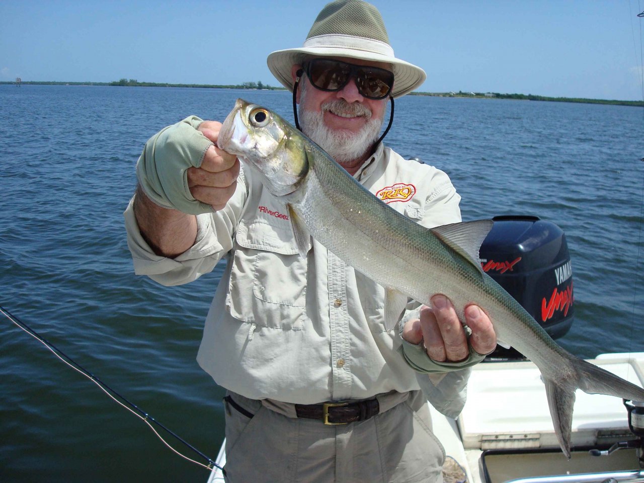 Slim, large-eyed Ladyfish