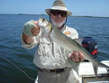 Slim, large-eyed Ladyfish