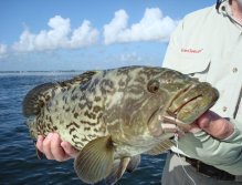 Gag grouper caught by author with calico crab fly