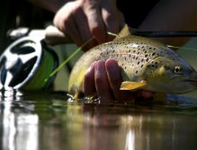 Beautiful browntrout