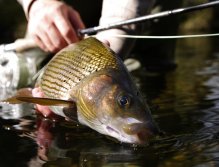 Autumnal grayling
