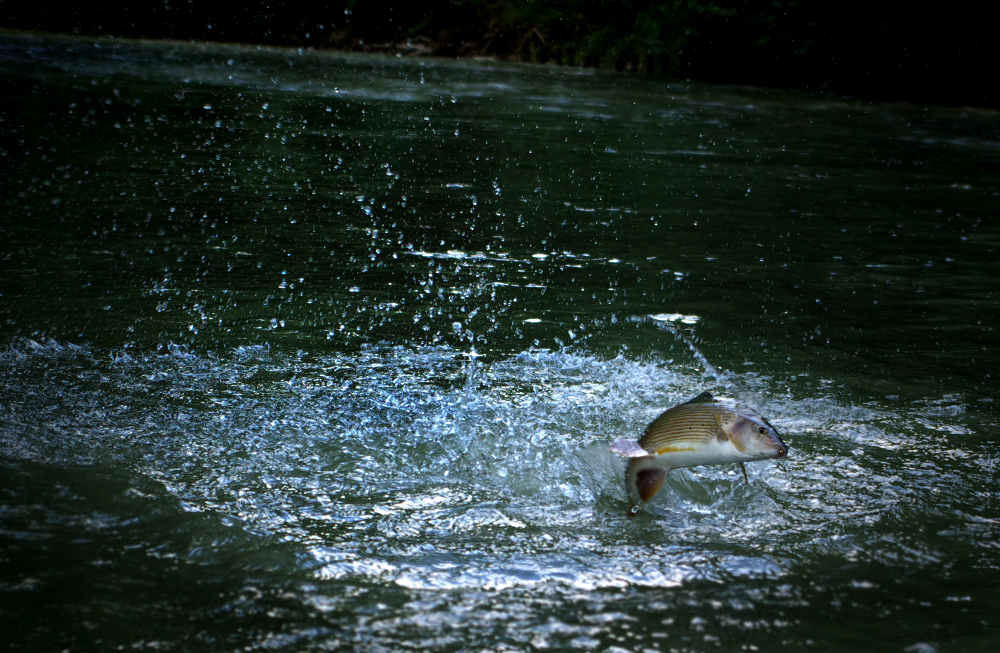 Grayling jump