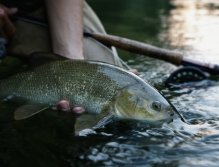 Barbel release