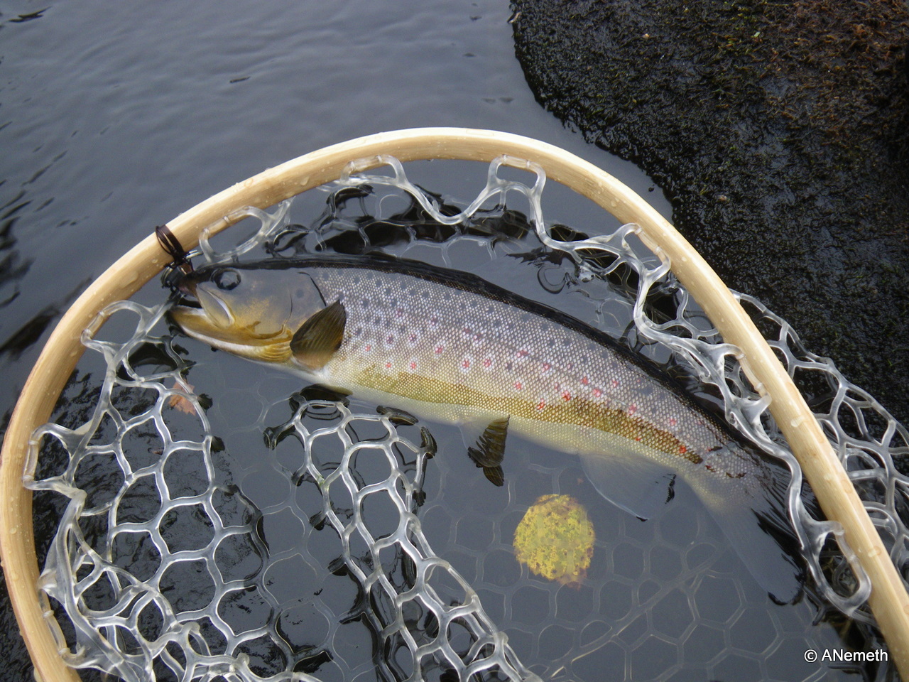 Brownies of the dark rivers are magnificient