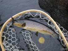 Brownies of the dark rivers are magnificient