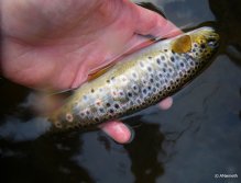 In her element, water - both above (raining) and below the surface