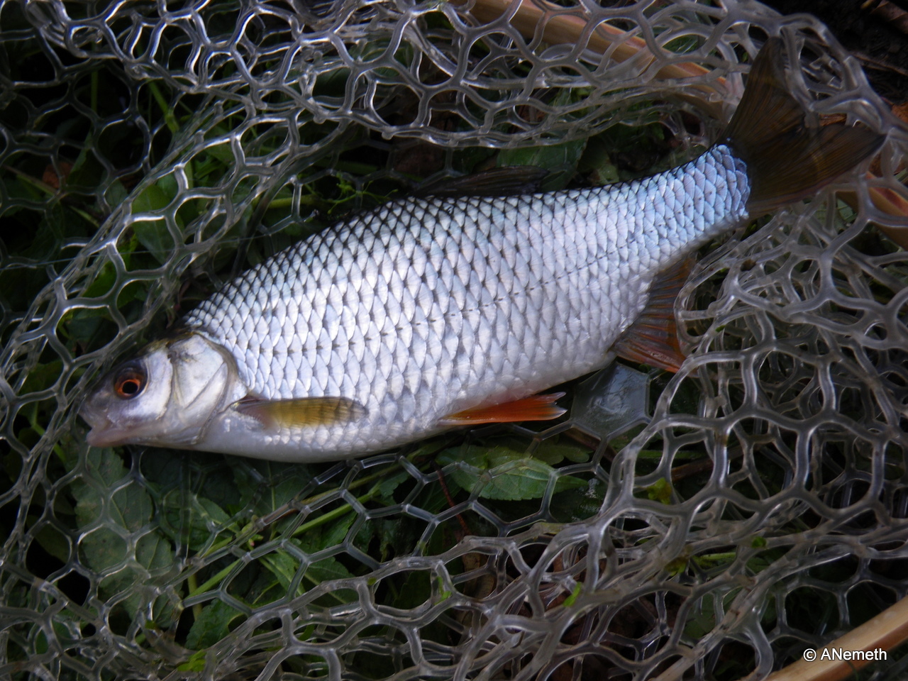 Nature's striking colors are everywhere - rudd