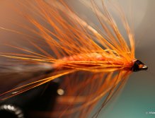 Orange shadow soft hackle