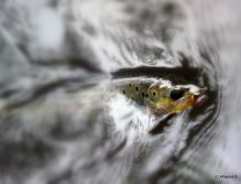 Just a short peek and you'll be back