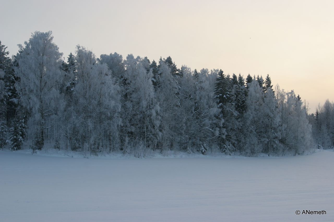 Frost covered trees