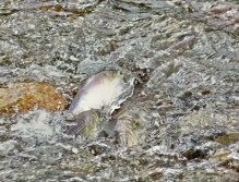 Spring 2010 ...Stripped