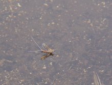 Mayfly